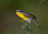 Image. Yellow-breasted Chat