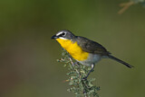 Image. Yellow-breasted Chat
