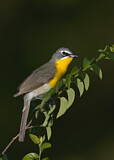 Image. Yellow-breasted Chat