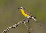 Image. Yellow-breasted Chat