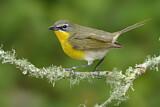 Image. Yellow-breasted Chat