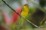 Image. Yellow-browed Bulbul