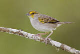 Image. Yellow-browed Sparrow