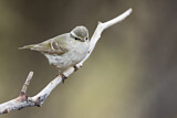 Image. Yellow-browed Warbler