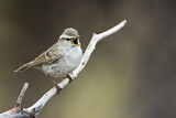Image. Yellow-browed Warbler