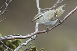 Image. Yellow-browed Warbler