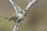 Image. Yellow-browed Warbler
