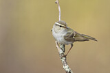 Image. Yellow-browed Warbler