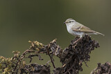 Image. Yellow-browed Warbler