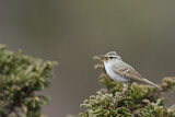 Image. Yellow-browed Warbler