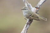 Image. Yellow-browed Warbler
