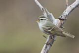 Image. Yellow-browed Warbler