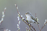 Image. Yellow-browed Warbler