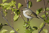 Image. Yellow-browed Warbler