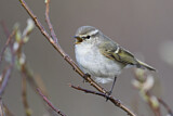 Image. Yellow-browed Warbler