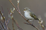 Image. Yellow-browed Warbler