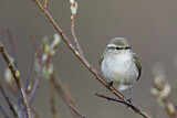 Image. Yellow-browed Warbler