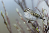 Image. Yellow-browed Warbler