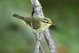 Image. Yellow-browed Warbler