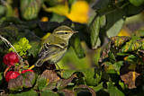 Image. Yellow-browed Warbler