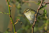 Image. Yellow-browed Warbler