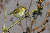 Image. Yellow-browed Warbler
