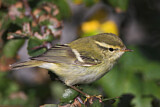 Image. Yellow-browed Warbler