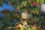 Image. Yellow-browed Warbler