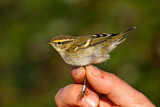 Image. Yellow-browed Warbler