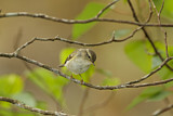 Image. Yellow-browed Warbler