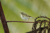Image. Yellow-browed Warbler