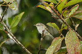 Image. Yellow-browed Warbler
