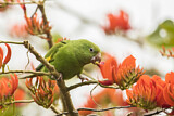 Image. Yellow-chevroned Parakeet