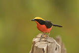 Image. Yellow-crowned Gonolek