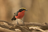 Image. Yellow-crowned Gonolek