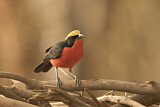 Image. Yellow-crowned Gonolek