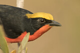 Image. Yellow-crowned Gonolek