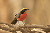 Image. Yellow-crowned Gonolek