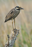 Image. Yellow-crowned Night Heron
