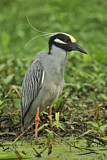 Image. Yellow-crowned Night Heron