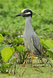 Image. Yellow-crowned Night Heron