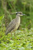 Image. Yellow-crowned Night Heron