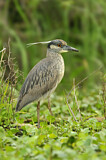 Image. Yellow-crowned Night Heron
