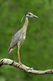 Image. Yellow-crowned Night Heron
