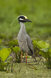Image. Yellow-crowned Night Heron
