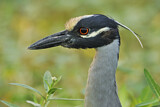 Image. Yellow-crowned Night Heron