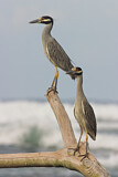 Image. Yellow-crowned Night Heron