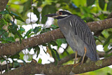 Image. Yellow-crowned Night Heron