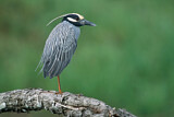 Image. Yellow-crowned Night Heron
