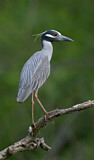 Image. Yellow-crowned Night Heron
